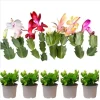 5 Assorted Christmas Cactus Live Plants, Schlumbergera Holiday Flowers, 5-7 Inch Tall - Image 1