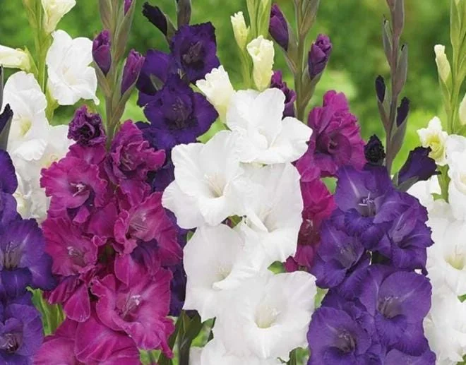 5 Gladioli Rainbow Mix Bulbs for Planting - Large 12/14 cm, Summer Flowering 5 Gladioli Rainbow Mix Bulbs for Planting - Large 12/14 cm, Summer Flowering - Image 10