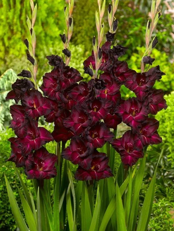 5 Gladioli Rainbow Mix Bulbs for Planting - Large 12/14 cm, Summer Flowering 5 Gladioli Rainbow Mix Bulbs for Planting - Large 12/14 cm, Summer Flowering - Image 2