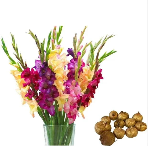 5 Gladioli Rainbow Mix Bulbs for Planting - Large 12/14 cm, Summer Flowering 5 Gladioli Rainbow Mix Bulbs for Planting - Large 12/14 cm, Summer Flowering - Image 3