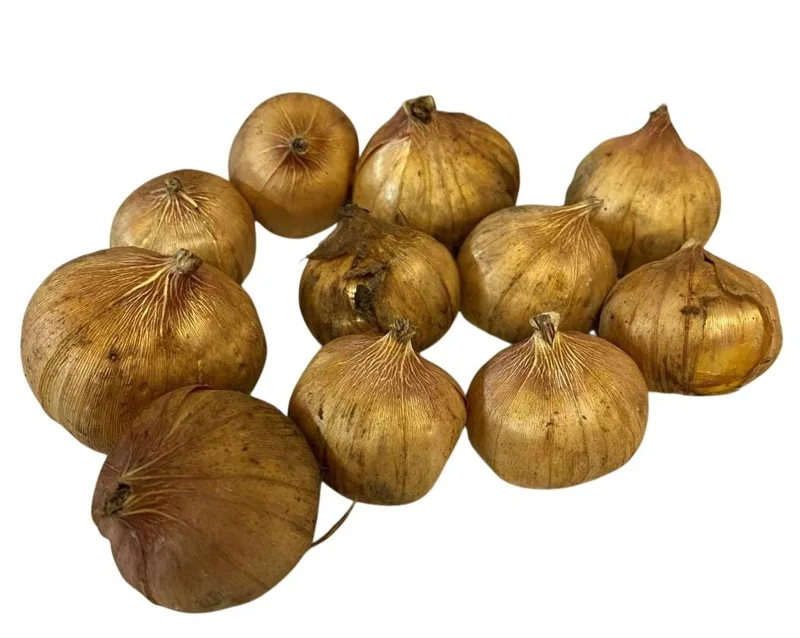 5 Gladioli Rainbow Mix Bulbs for Planting - Large 12/14 cm, Summer Flowering 5 Gladioli Rainbow Mix Bulbs for Planting - Large 12/14 cm, Summer Flowering - Image 7