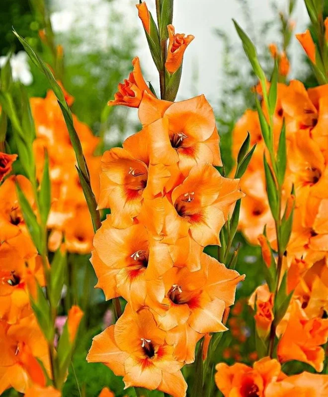 5 Gladioli Rainbow Mix Bulbs for Planting - Large 12/14 cm, Summer Flowering 5 Gladioli Rainbow Mix Bulbs for Planting - Large 12/14 cm, Summer Flowering - Image 8