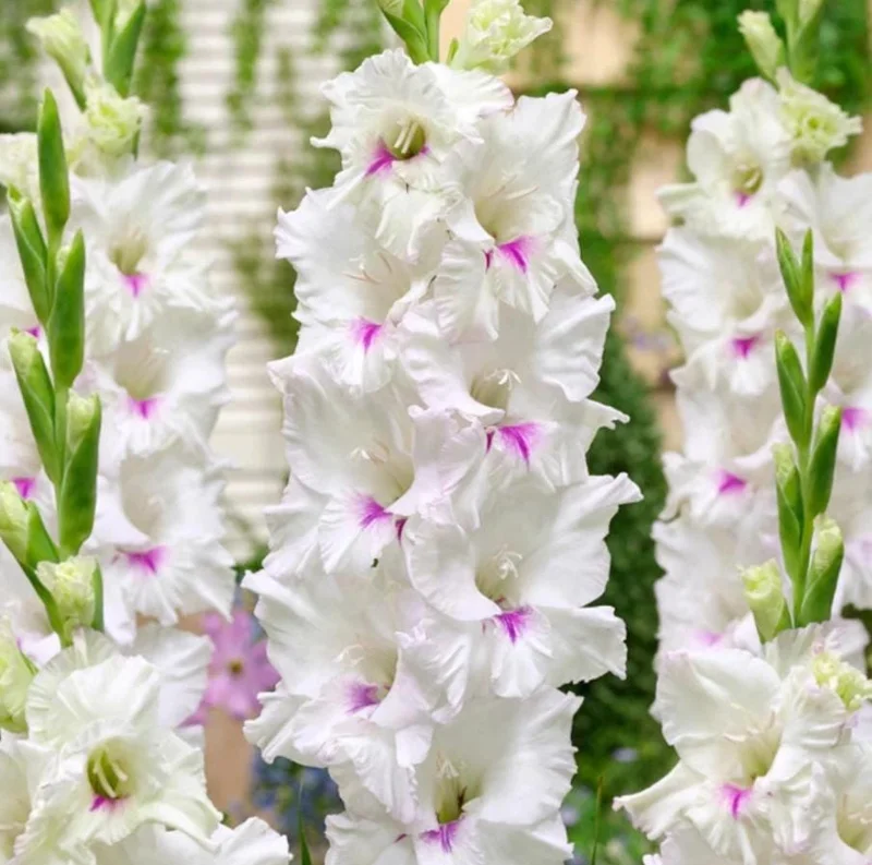 5 Gladioli Rainbow Mix Bulbs for Planting - Large 12/14 cm, Summer Flowering 5 Gladioli Rainbow Mix Bulbs for Planting - Large 12/14 cm, Summer Flowering - Image 9