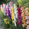 5 Gladioli Rainbow Mix Bulbs for Planting - Large 12/14 cm, Summer Flowering - Image 1