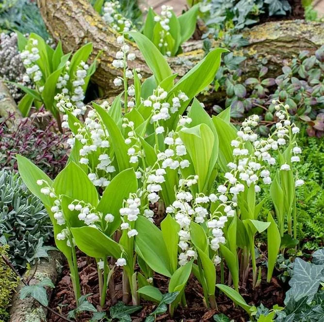 5 Lily of the Valley Bare Roots - Convallaria majalis - Fragrant Shade Perennial Flowers 5 Lily of the Valley Bare Roots - Convallaria majalis - Fragrant Shade Perennial Flowers - Image 4