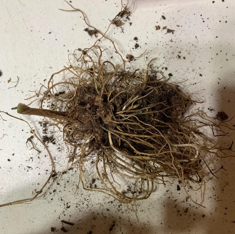 5 Lily of the Valley Bare Roots - Convallaria majalis - Fragrant Shade Perennial Flowers 5 Lily of the Valley Bare Roots - Convallaria majalis - Fragrant Shade Perennial Flowers - Image 5