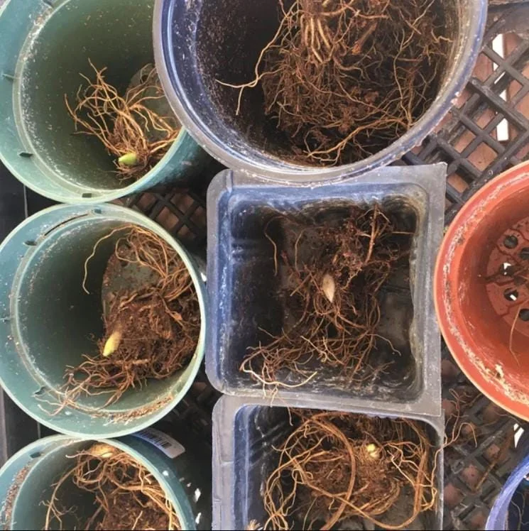 5 Lily of the Valley Bare Roots - Convallaria majalis - Fragrant Shade Perennial Flowers 5 Lily of the Valley Bare Roots - Convallaria majalis - Fragrant Shade Perennial Flowers - Image 6