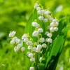 5 Lily of the Valley Bare Roots - Convallaria majalis - Fragrant Shade Perennial Flowers - Image 1