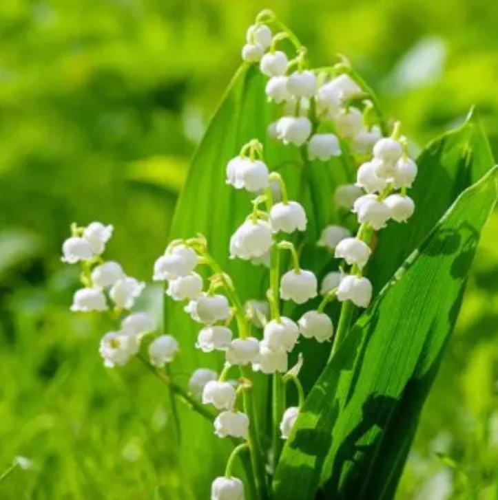 5 Lily of the Valley Bare Roots - Convallaria majalis - Fragrant Shade Perennial Flowers 5 Lily of the Valley Bare Roots - Convallaria majalis - Fragrant Shade Perennial Flowers - Image 1
