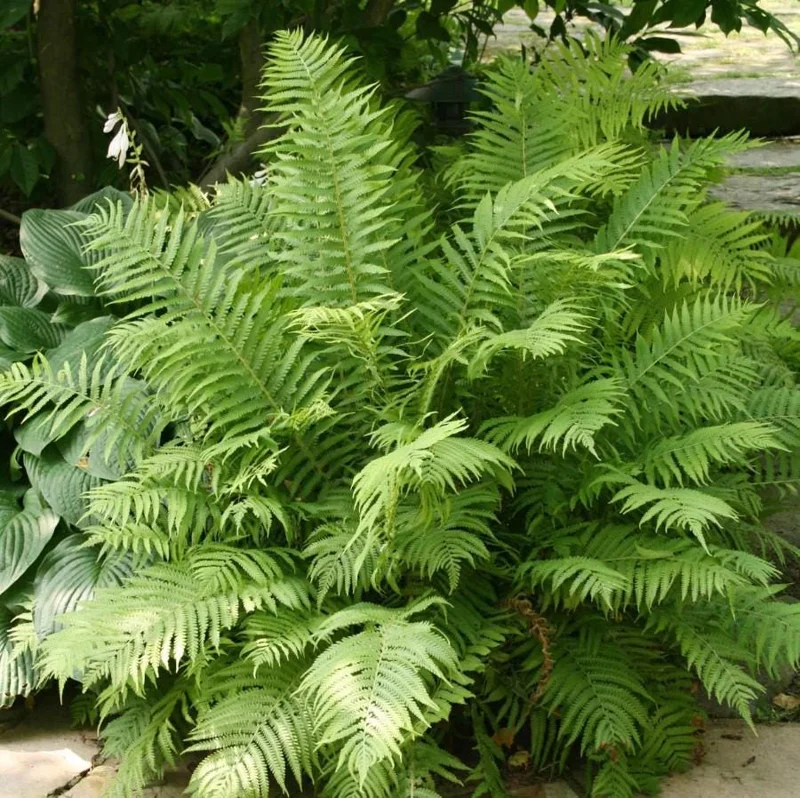 5 Tennessee Ostrich-Glade Fern Rhizomes - Live Perennial Deciduous Fern - Image 2