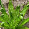 5 Tennessee Ostrich-Glade Fern Rhizomes - Live Perennial Deciduous Fern - Image 1