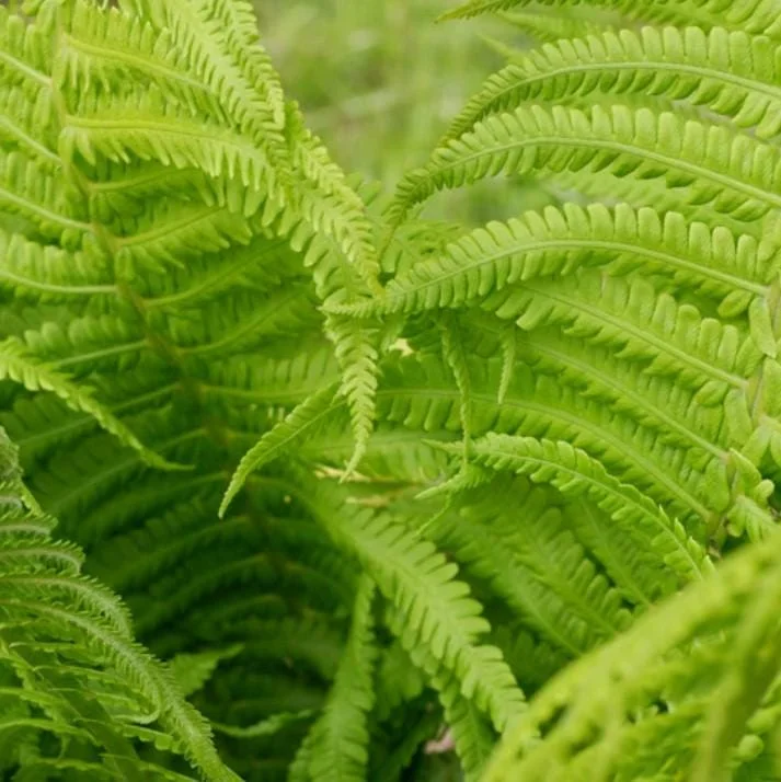 5 Tennessee Ostrich-Glade Fern Rhizomes - Perennial Deciduous Fern for Landscaping - Image 2
