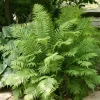 5 Tennessee Ostrich-Glade Fern Rhizomes - Perennial Deciduous Fern for Landscaping - Image 1