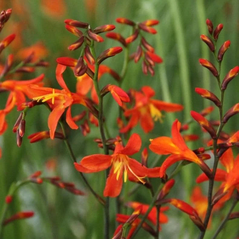 50 Carmine Brilliant Crocosmia Bulbs - Orange Montbretia Tuber Hardy Flowers for Planting - Image 2