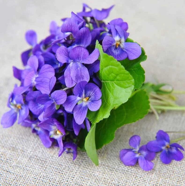 50 Common Blue Violet Seeds - Viola Sororia - Papilionacea Flower Seeds 50 Common Blue Violet Seeds - Viola Sororia - Papilionacea Flower Seeds - Image 5