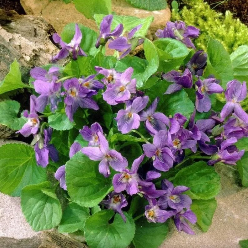 50 Common Blue Violet Seeds - Viola Sororia - Papilionacea Flower Seeds 50 Common Blue Violet Seeds - Viola Sororia - Papilionacea Flower Seeds - Image 6
