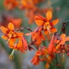 50 Emily McKenzie Crocosmia Bulbs for Planting - Orange Montbretia Tuber Hardy Flowers - Image 1