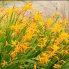 50 George Davison Crocosmia Bulbs - Yellow Montbretia Tuber, Hardy Flowers - Image 1