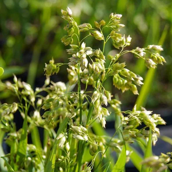 50 Sweet Grass Seeds - Hierochloe Odorata Perennial Aromatic Grass Seeds for Planting - Image 2