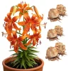 6 Large Orange Tiger Lily Bulbs - Lilium Lancifolium - Hardy Perennial - Image 1