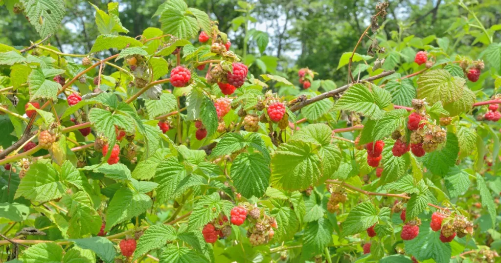 7 Best Berry Bushes to Plant This Early Spring for Big Yields