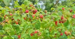 7 Best Berry Bushes to Plant This Early Spring for Big Yields