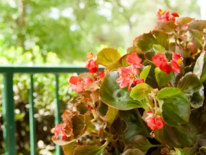 Begonias