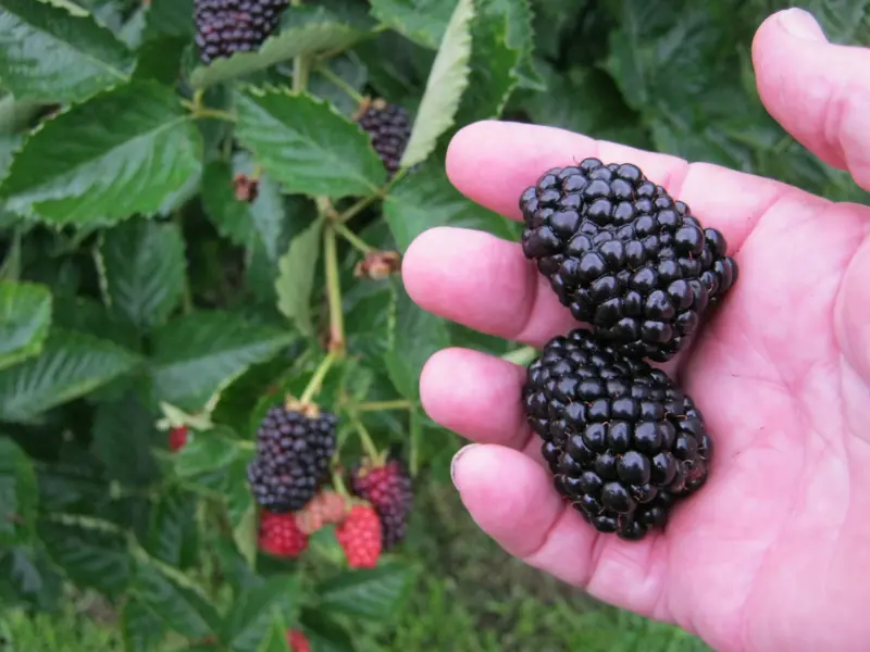 Blackberry ‘Sweet-Ark Freedom’