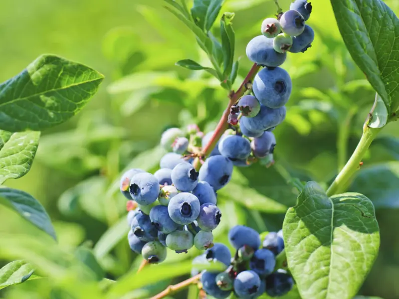 Blueberry ‘Duke’