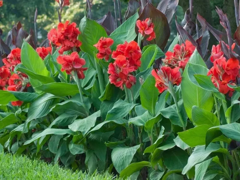 Canna Lily (Canna indica)