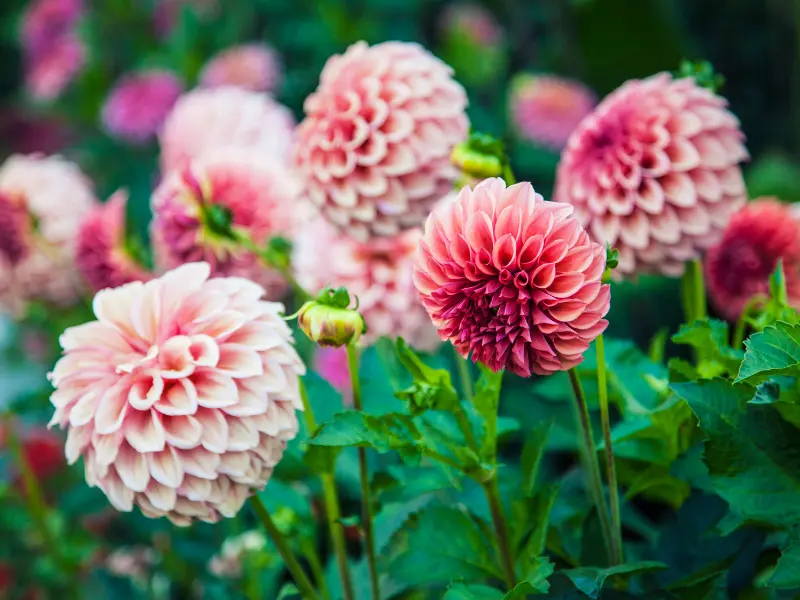 Dahlia (Dahlia spp.)