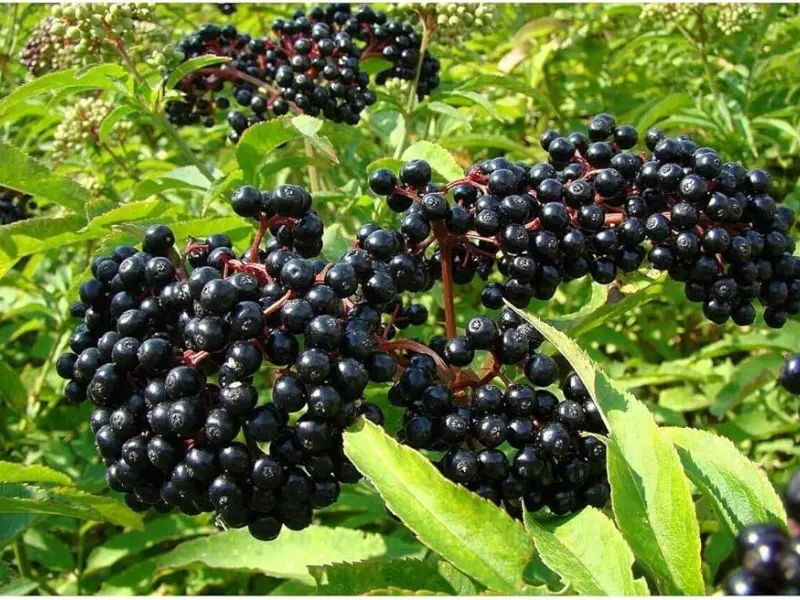 Elderberry ‘Adams’