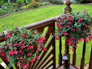 Fuchsias - balcony flower