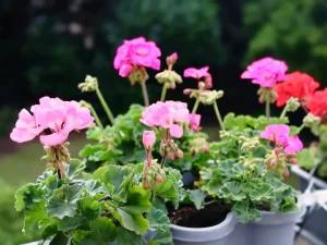 Geraniums
