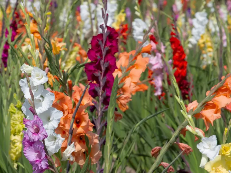 Gladiolus (Gladiolus spp.)