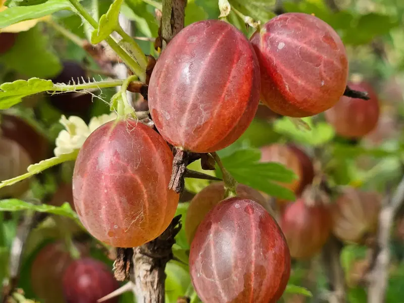 Gooseberry ‘Hinnonmaki Red’