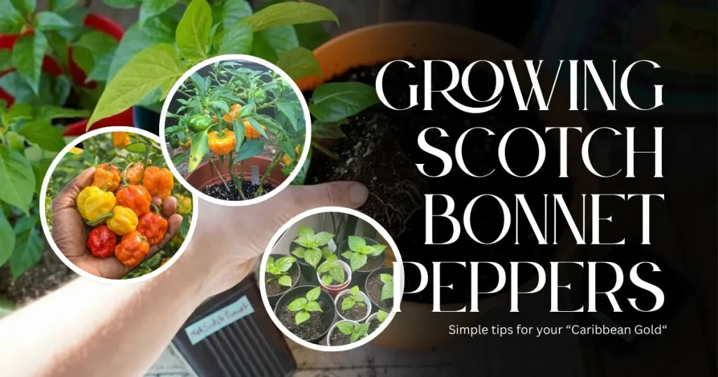 Growing Scotch Bonnet Peppers