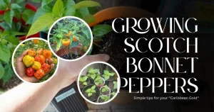 Growing Scotch Bonnet Peppers