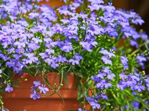 Lobelia
