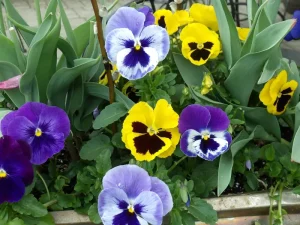 Pansies