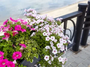 Petunias - best flowers for balcony