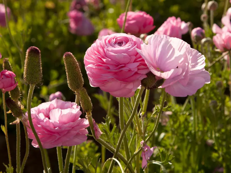 Ranunculus (Ranunculus asiaticus)