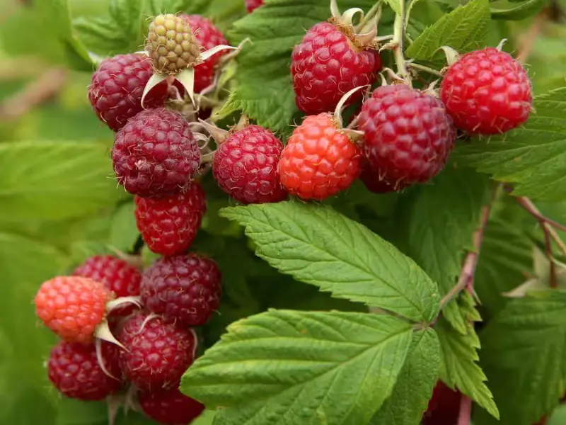 Raspberry ‘Brandywine’