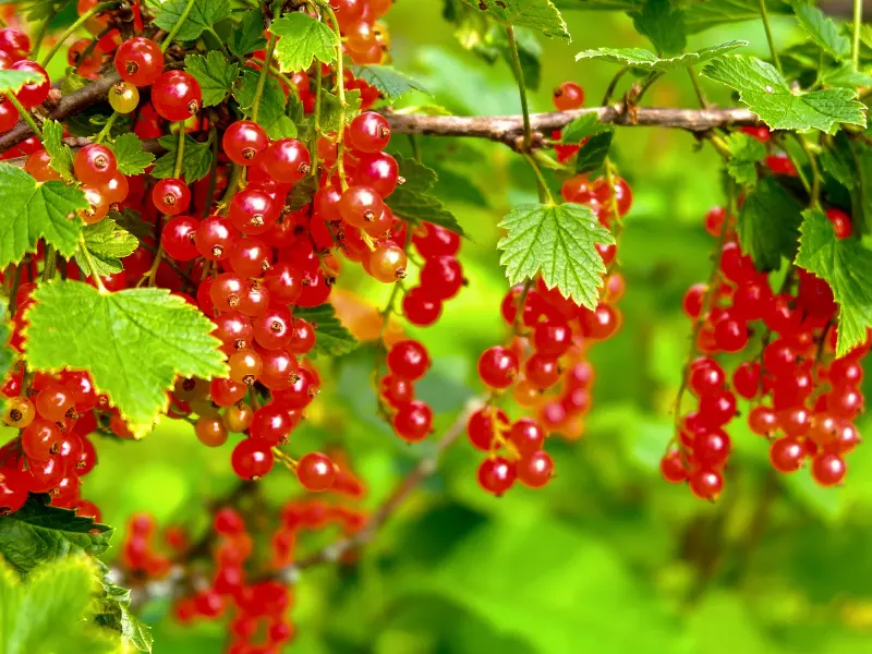 Red Currant ‘Red Lake’
