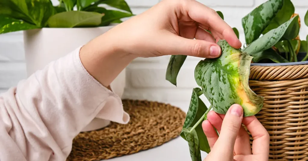 Signs Your Plant is Stressed