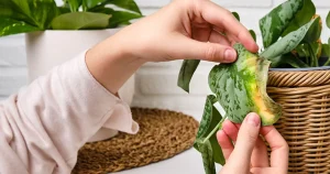 Signs Your Plant is Stressed