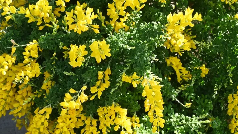 Sweet Broom Plant care