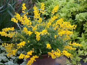 Sweet Broom Plant in pot