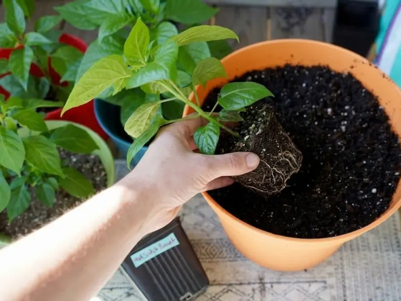 Transplanting scotch bonnet pepper plant