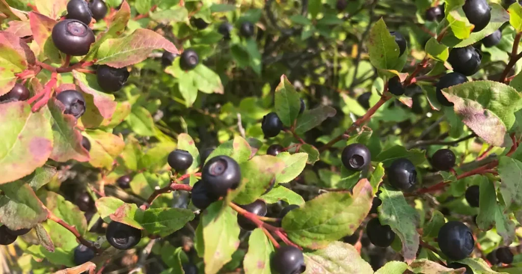 Wild Huckleberries